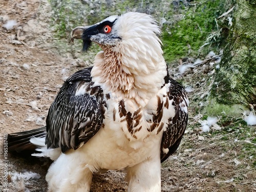 Bild auf Leinwand Eagle or vulture with sharp eye attention