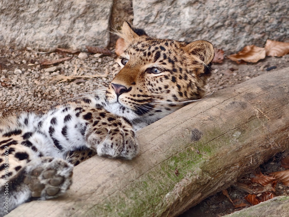Obraz premium Wild feline gazes from log. Leopard appears semiconscious on fallen timber with attentive ears