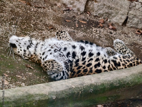 Cuadro en lienzo Spotted feline lying relaxed