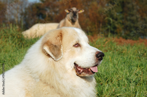 Pyrenean Mountain Dog guarding sheep on pasture – close-up head with flock in background