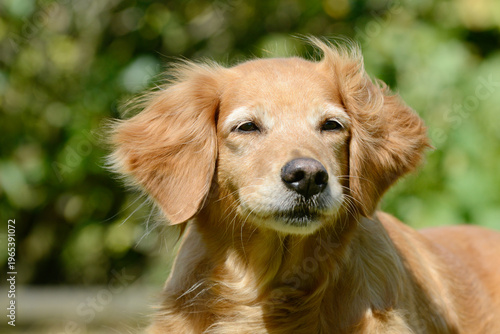 Close up of senior brown dog in the garden