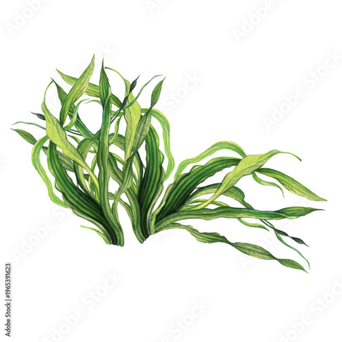 otanical Watercolor Vector with Spirulina Motif.