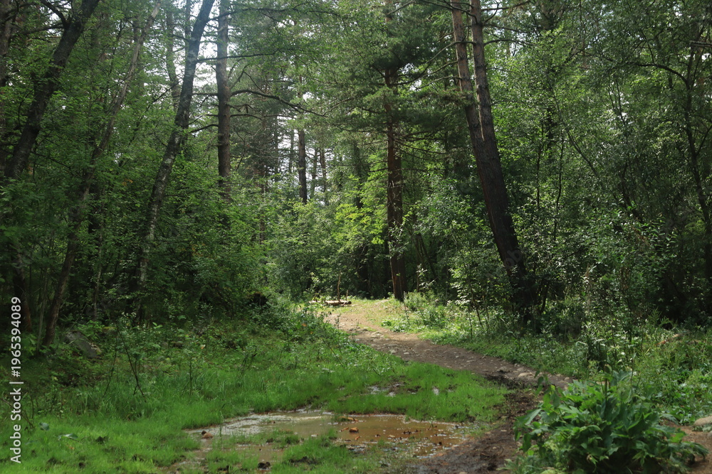 Fototapeta premium An eco-trail in the forest at the foot of Mount Elbrus on a summer day