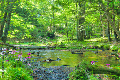 Foto 栃木県日光市　奥日光に群生するクリンソウの花と小川