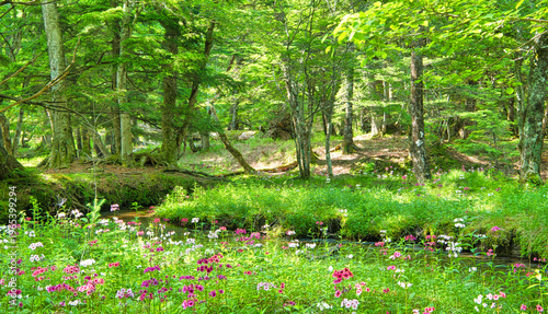 Bild auf Leinwand 栃木県日光市　奥日光に群生するクリンソウの花と小川