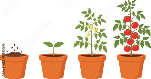 Tomato plant growth stages in pots from soil to ripe fruits gardening process vector illustration collection
