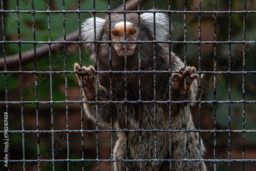 Fotografie Common Marmoset