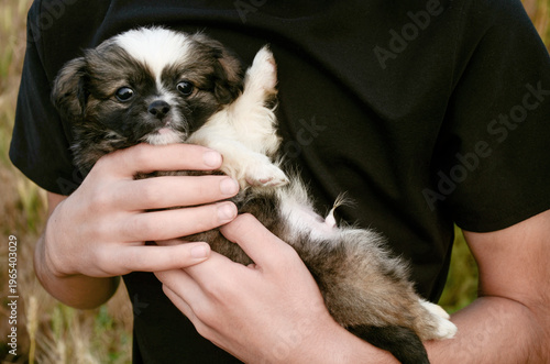 Close-up of a tiny brindle puppy looking at the camera while sitting in a person's arms, showing friendship and care.