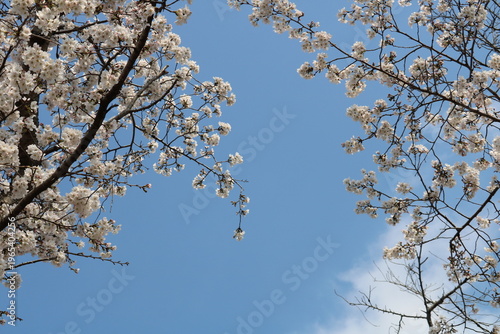 青空に満開の桜　春の公園