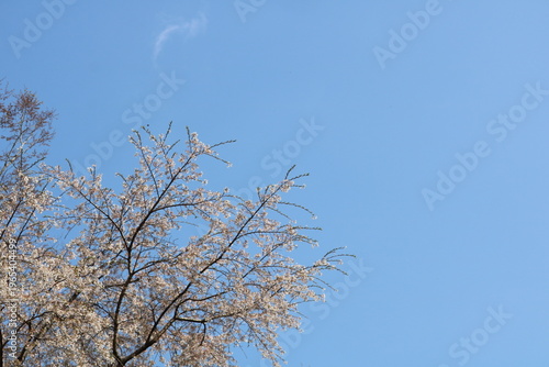 青空に満開の桜　春の公園