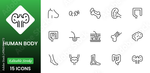 Line icons of anatomy, human body organ line icon set. Linear icon collection. Editable stroke. Vector illustration