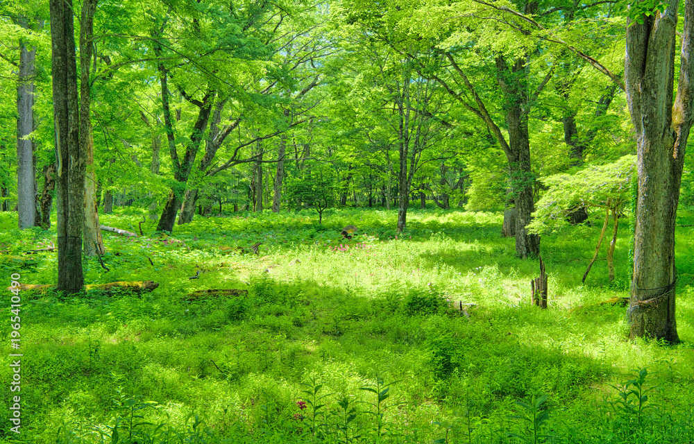 Fototapeta premium 栃木県日光市 奥日光の森林風景