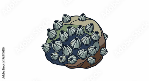Close-up illustration of barnacles attached to a segmented, colored rock
