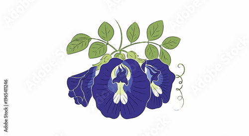 Cluster of vibrant blue butterfly pea flowers with green leaves