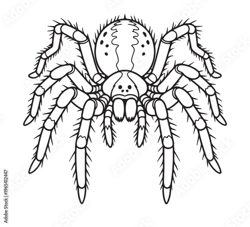 Realistic Black And White Line Art Illustration Of A Spider, A Detailed Close-Up Drawing Of A Tarantula Spider With Its Legs Spread Out Wide