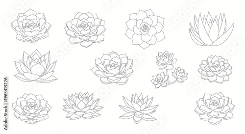 Collection of Succulent Plant Line Art Illustrations, Botanical Outline Drawings