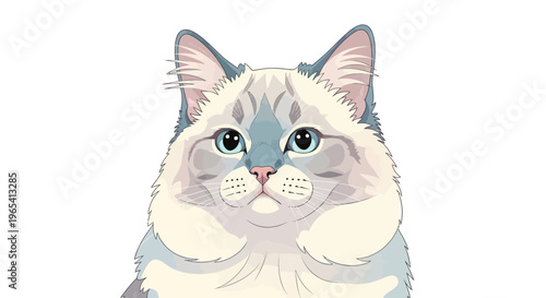 Cute Ragdoll Cat Portrait, Fluffy Blue Eyes, Adorable Pet Face, White Background