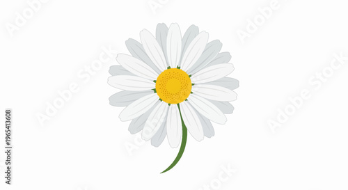 White daisy with yellow center and green stem against white