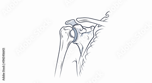 Anatomical illustration of the human shoulder joint and surrounding bones