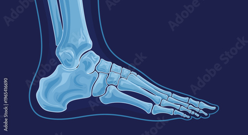 Anatomical illustration of a human foot skeleton against a dark blue background
