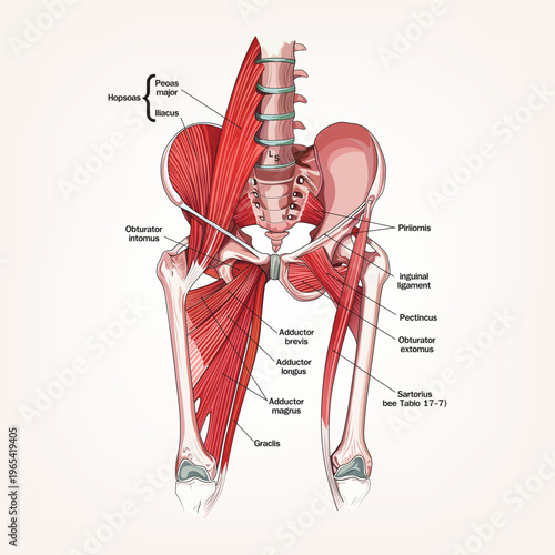 Detailed anatomical illustration of human pelvic and hip muscles, showing psoas, iliacus, adductors, and surrounding structures with labeled medical diagram.