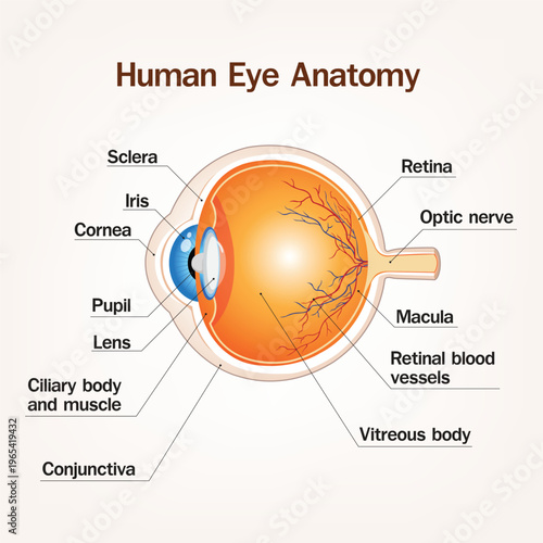 Detailed human eye anatomy diagram showing cornea, iris, lens, retina, optic nerve, and internal structures, ideal for medical, education, and science visuals
