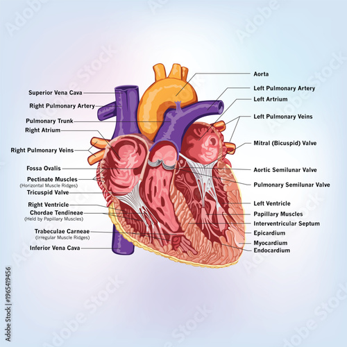 Detailed human heart anatomy illustration with labeled chambers, valves, and major blood vessels, ideal for medical education, cardiology study, and healthcare presentations.