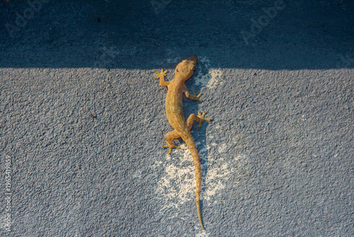 Foto Common house gecko basking on grey wall surface