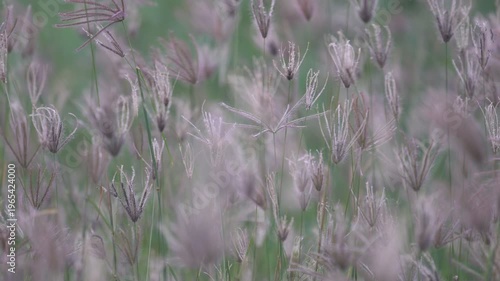Soft Purple Wild Grass Swaying Gently in a Breeze on Green Field