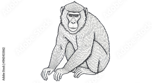 Detailed Line Drawing of a Sitting Monkey, Animal Illustration, White Background