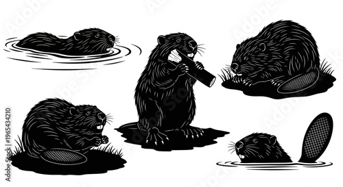 Vector Illustration of Beavers in Various Poses - Dam Building and Aquatic Life