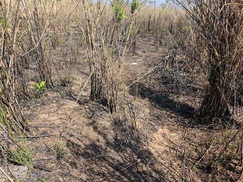 Arid landscape of dry burnt bushes and withered vegetation on scorched earth in Gia Lai, Vietnam, during the dry season.