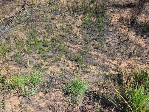 Arid landscape of dry burnt bushes and withered vegetation on scorched earth in Gia Lai, Vietnam, during the dry season.