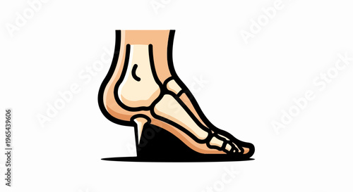 Stylized illustration of a human foot skeleton and ankle bones