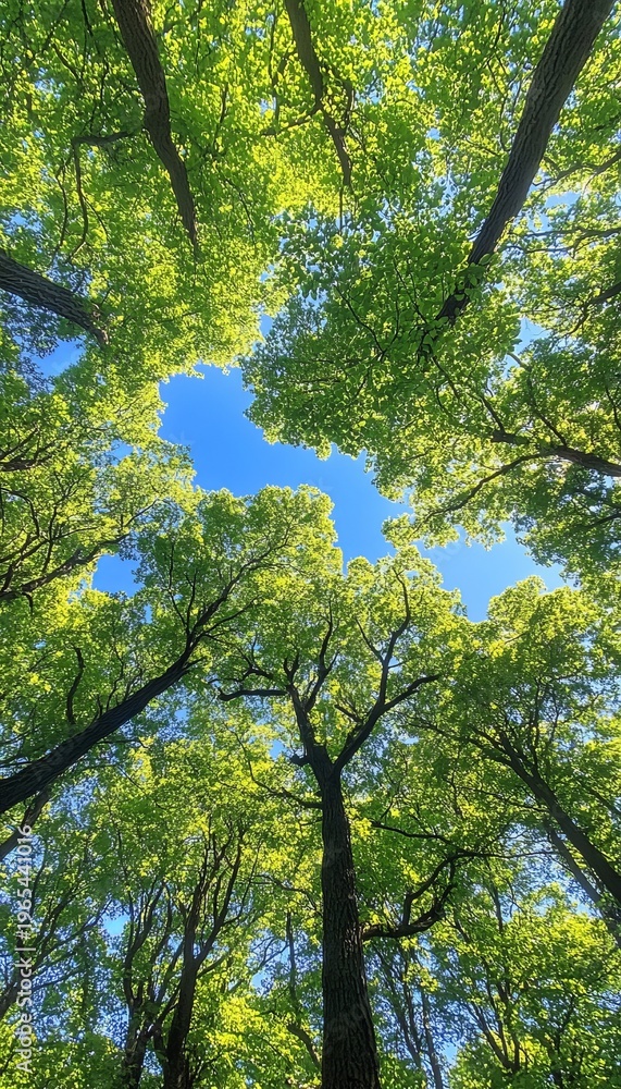 Fototapeta premium Lush Forest Canopy Reflecting the Clear Blue Sky, A Stunning Display of Nature s Beauty and Calm