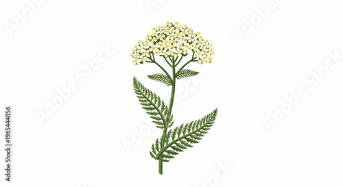 Delicate white clustered flower with feathery green leaves on a white background