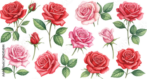 Collection of pink and red roses with green leaves on white background