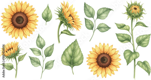 Watercolor illustrations of sunflowers and leaves on white background