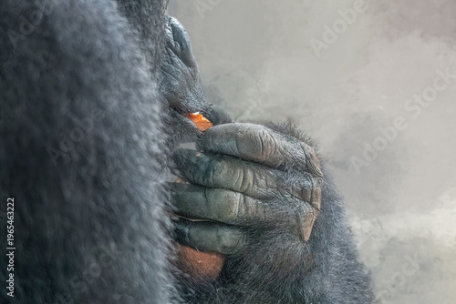 Fotografi Gorilla hand holding carrot close up with misty background showing strength and
