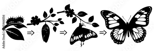 Life cycle of a butterfly from egg to winged adult isolated on transparent background, Vector