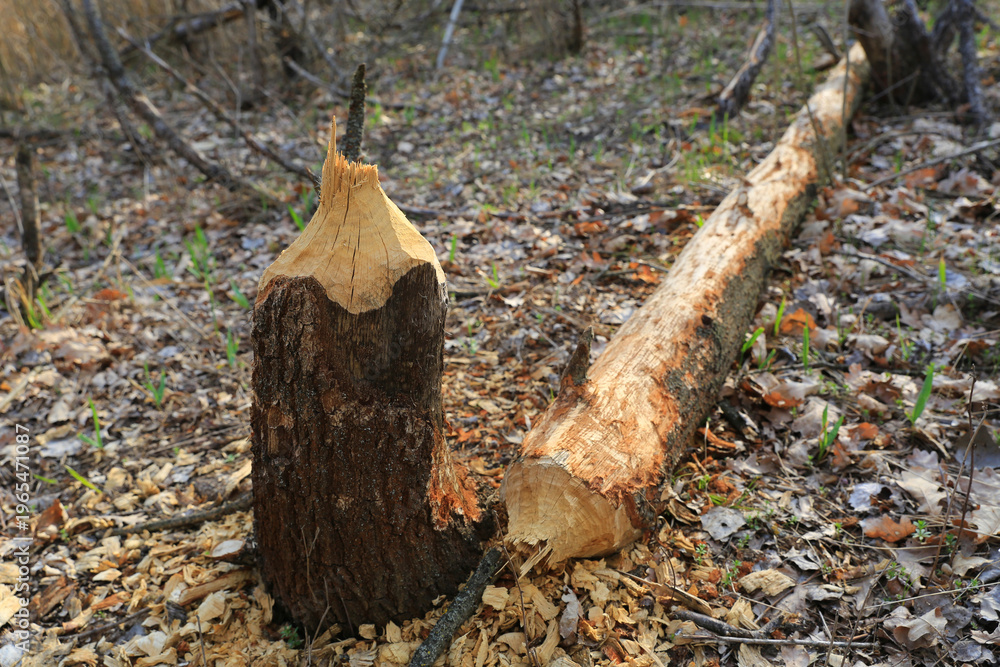 Fototapeta premium Beaver gnawed tree stump and fallen log in a forest clearing