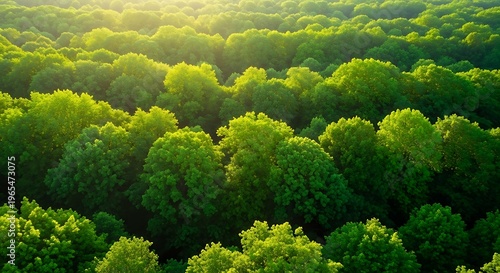 Aerial view of a lush green forest canopy with bright sunlight filtering through the trees in summer