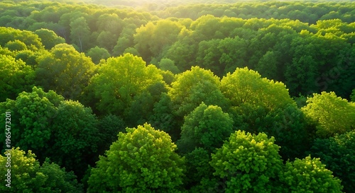 Vibrant green forest canopy bathed in the warm glow of sunset, showcasing the serene beauty of nature