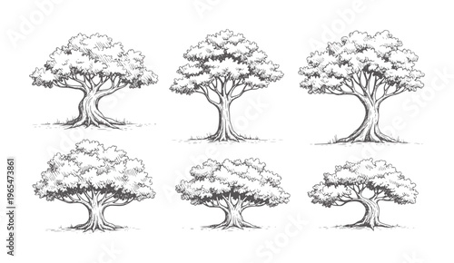 Six hand drawn trees with trunks and leafy canopies nature vintage black white