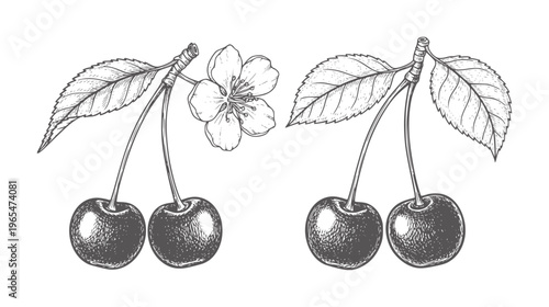 Two bunches of cherries with leaves and one cherry blossom fruit flower