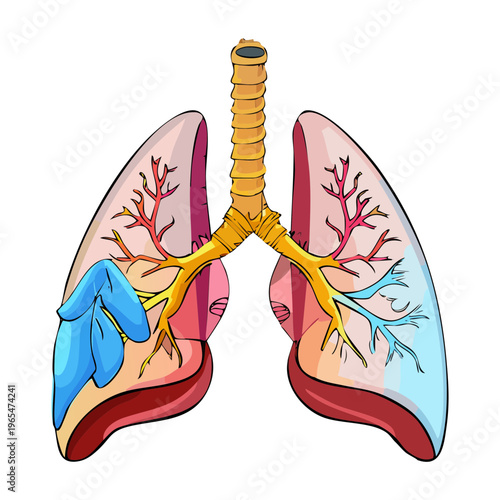 Detailed human lungs anatomy with highlighted bronchial tubes and internal structures for clinical medicine study and respiratory health awareness design