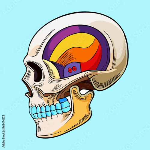 Side profile of a human skull with a cross section showing the brain and internal nasal cavities for anatomical and neurological study