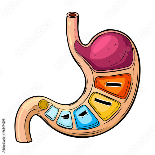Vertical section of the human stomach showing internal gastric folds and esophageal connection for detailed medical and biological study purposes