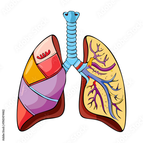 Detailed human lungs with different colored segments representing lobes and anatomical divisions for medical education and respiratory study material