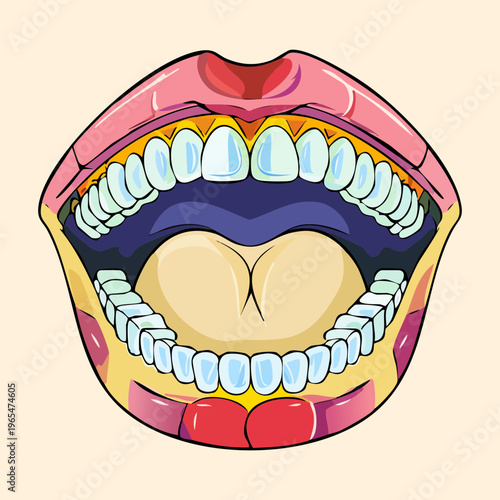 Anatomical model of human teeth and jaw showing a full set of upper and lower teeth for orthodontic and dental education